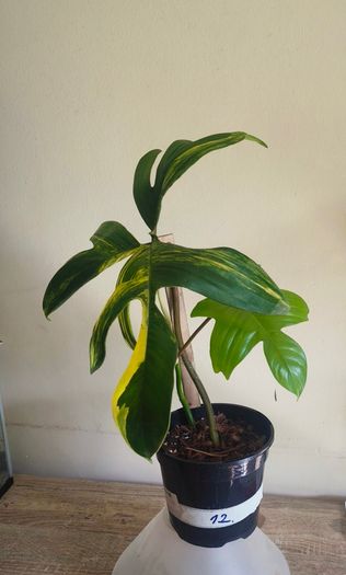Philodendron Florida Beauty Variegated - Rare Houseplant Collection