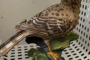 New Thrush