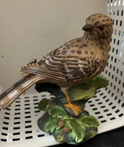 New Thrush