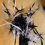 fascinator black and white on band Image 2