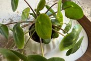 plant with plant pot