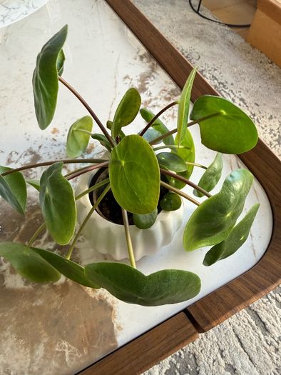 plant with plant pot