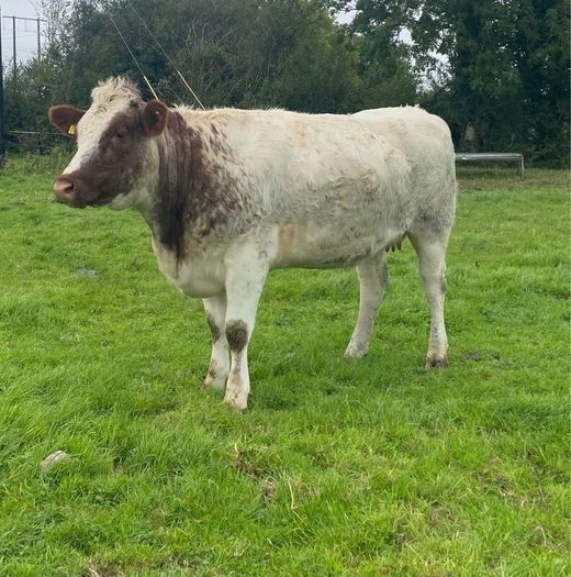 Genotyped Roan Shorthorn In Calf Heifer