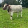 Genotyped Roan Shorthorn In Calf Heifer Image 5