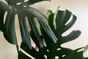 monstera plant