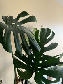 monstera plant