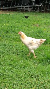Hens