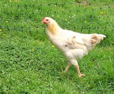 Hens