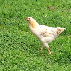 Hens