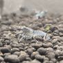 Dwarf Crayfish, Shrimp, Floating plants and Snail Image 3