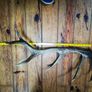 Huge Red Deer Antler Image 3