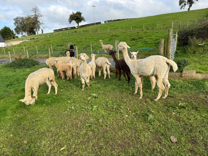 Alpaca