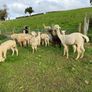 Alpaca Image 9
