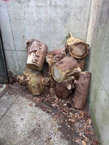 Wood