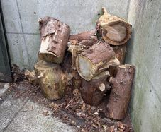Wood