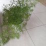 Sprenger's asparagus fern (Asparagus densiflorus 'Sprengeri') Image 3