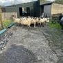 Hoggets Image 2