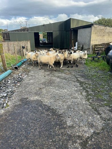 Hoggets