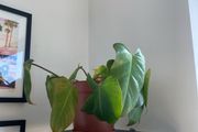 Philodendron Gigantium Plant