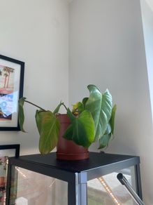 Philodendron Gigantium Plant