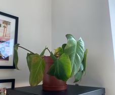 Philodendron Gigantium Plant