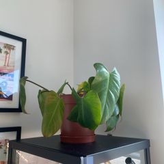 Philodendron Gigantium Plant