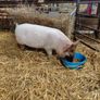 piglet Image 2