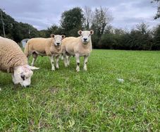 Texel ram lambs