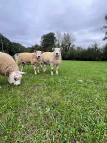 Texel ram lambs
