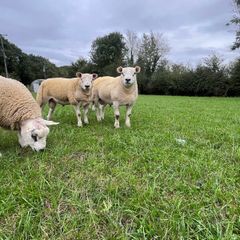 Texel ram lambs
