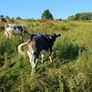 In calf heifers Image 2