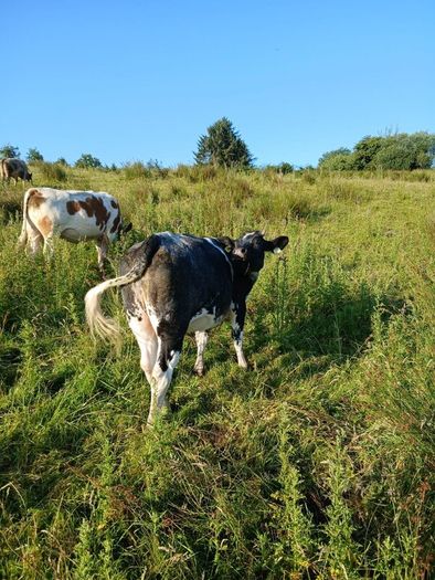 In calf heifers