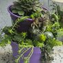 Otdoor plant Image 2
