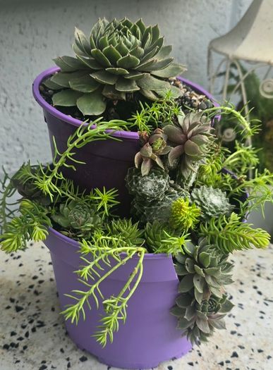 Otdoor plant