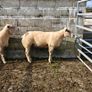 Charlaois rams Image 7