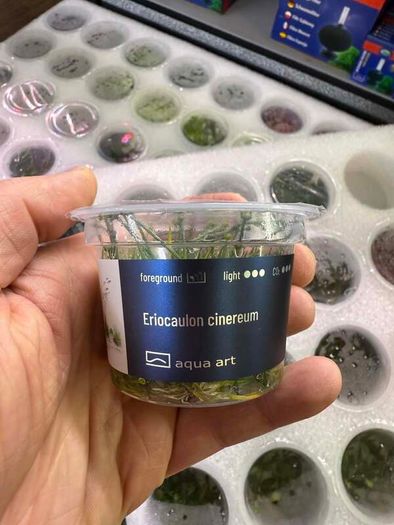 Aqua-Art Bucephalandra, Anubias ect aquarium in vitro plants