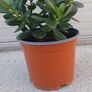 House plant Image 3