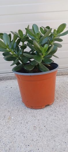 House plant