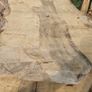 hardwood Image 5