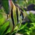 Angelfish