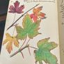 1980 Hardback Edition The Country Diary of An Edwardian Lady 1906 Image 4
