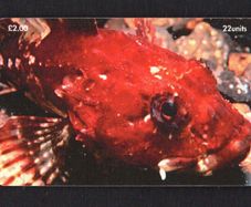 1999 Isle of Man UK2/ 22 units Scorpion Fish (Siemens - S35 (Module 35)) Phone Card