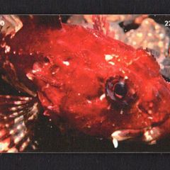 1999 Isle of Man UK2/ 22 units Scorpion Fish (Siemens - S35 (Module 35)) Phone Card