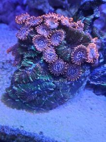 coral frags