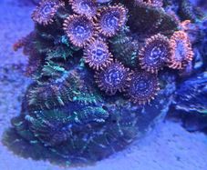 coral frags