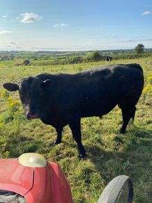 Angus bull