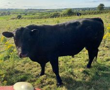 Angus bull