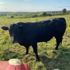 Angus bull