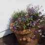Beautiful Large Garden Planter/Pot Image 5