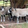 Swaledale Rams Image 2